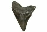 Serrated, Fossil Megalodon Tooth - South Carolina #294405-1